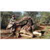 Image 1 : South African Giraffe Hunt with Trophy Fees for 2 Hunters