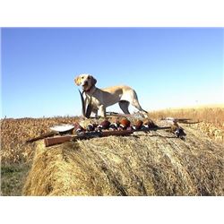 South Dakota Pheasant Hunt for 2 hunters