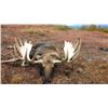 Image 2 : 2019 Horseback Alaska-Yukon Moose Hunt in Alaska