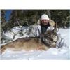 Image 1 : 6-night/5-day Trophy Wolf Hunt
