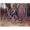Image 2 : Mongolia Elk Hunt (Altay Wapiti)