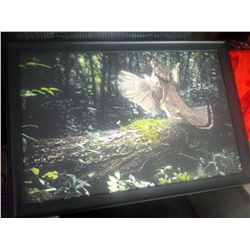 GAME BIRD COLLECTIBLE PRINT / FRAMED