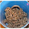 Image 1 : BLUE BUCKET OF CHAIN AND SLINGS