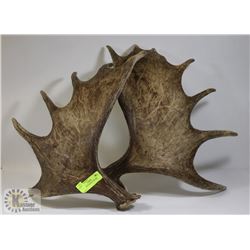 SET OF SHED MOOSE ANTLERS