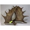 Image 1 : SET OF SHED MOOSE ANTLERS