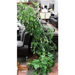 GROUP OF 2 REAL PLANTS.