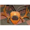 Image 1 : MOOSE ANTLER MOUNT