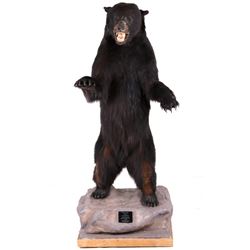 Canadian Full Body Trophy Black Bear Mount
