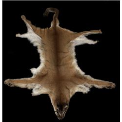 Montana Trophy Mountain Lion Hide