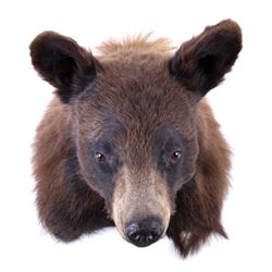 Wyoming Black Bear Wall Shoulder Mount