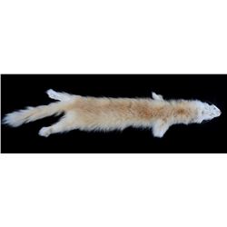 Montana Taxidermy Blonde Mink Hide