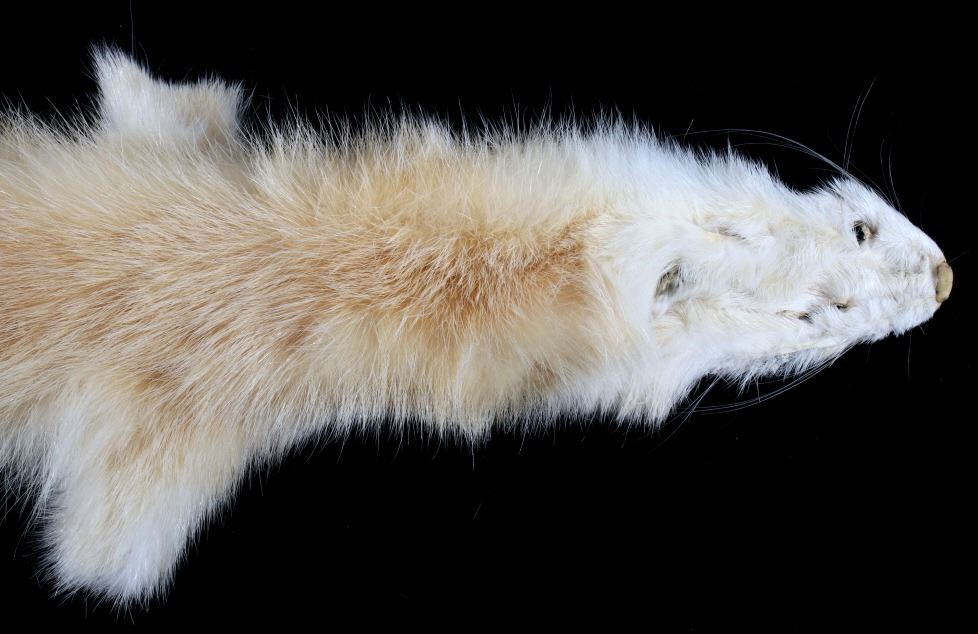 Montana Taxidermy Blonde Mink Hide