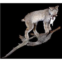 Montana Lynx Full Body Trophy Mount