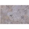 Image 18 : Large Prehistoric Montana Ammonite Fossils