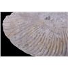 Image 19 : Large Prehistoric Montana Ammonite Fossils