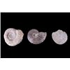 Image 1 : Large Prehistoric Montana Ammonite Fossils