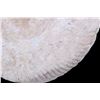 Image 21 : Large Prehistoric Montana Ammonite Fossils