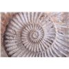 Image 3 : Large Prehistoric Montana Ammonite Fossils
