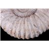 Image 4 : Large Prehistoric Montana Ammonite Fossils