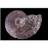 Image 8 : Large Prehistoric Montana Ammonite Fossils