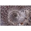 Image 9 : Large Prehistoric Montana Ammonite Fossils