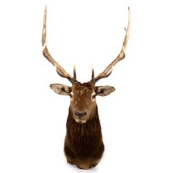 Montana Rocky Mountain 5x5 Elk Shoulder Mount