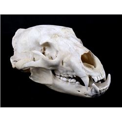 Montana Black Bear Taxidermy Skull