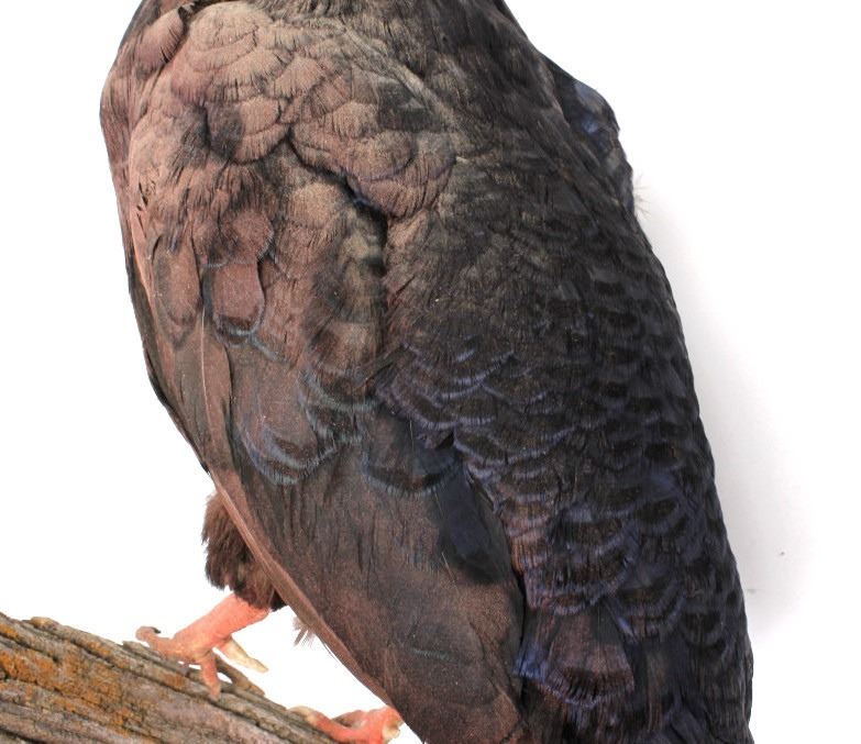 Pair of Black Pheasants Taxidermy Mount