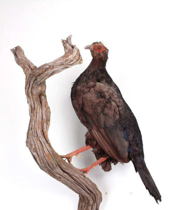 Pair of Black Pheasants Taxidermy Mount