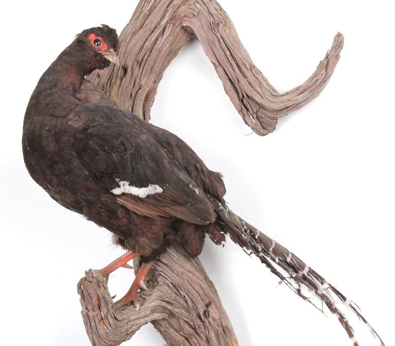 Pair of Black Pheasants Taxidermy Mount