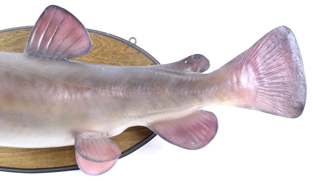 Texas Flathead Catfish Taxidermy Wall Mount