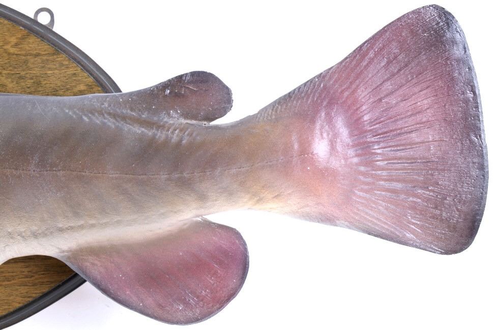 Texas Flathead Catfish Taxidermy Wall Mount