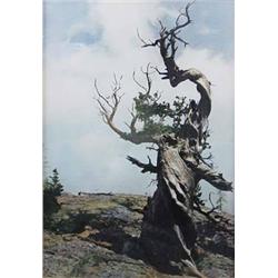 Lyman Byxbe, Hand Colored Photograph