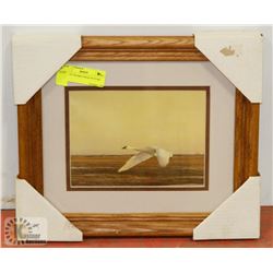 12" X 14" FRAMED SWAN PICTURE