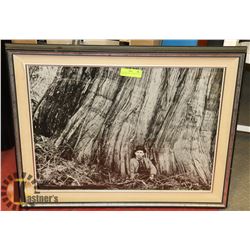 1930 GENTLEMAN SITTING BY HUGE, HUGE TREE