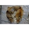 Image 1 : FOX STOLE