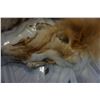 Image 2 : FOX STOLE