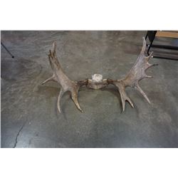 MOOSE ANTLERS