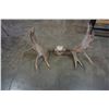Image 1 : MOOSE ANTLERS