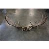 Image 3 : MOOSE ANTLERS