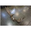 Image 4 : MOOSE ANTLERS