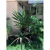 Image 1 : Multiple Potted Plants & Palms