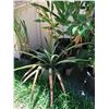 Image 2 : Multiple Potted Plants & Palms
