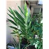 Image 3 : Multiple Potted Plants & Palms