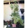 Image 1 : Misc. Potted Plants & Palms