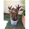 Image 2 : Misc. Potted Plants & Palms