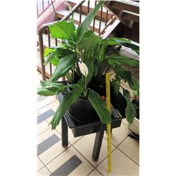 Potted Plant on Square Black Stool