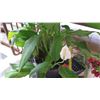 Image 2 : Potted Plant on Square Black Stool