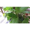 Image 3 : Potted Plant on Square Black Stool