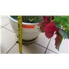 Image 8 : Potted Plant on Square Black Stool